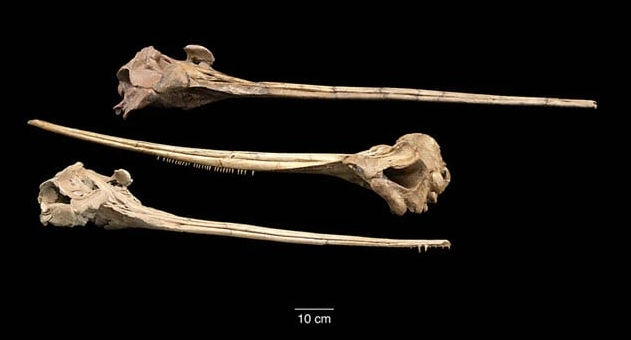 They Actually Existed! Top 10 Prehistoric Creatures with Adaptations That Defy Logic They Actually Existed! Top 10 Prehistoric Creatures with Adaptations That Defy Logic