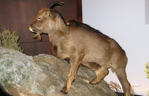 They Actually Existed! Top 10 Prehistoric Creatures with Adaptations That Defy Logic They Actually Existed! Top 10 Prehistoric Creatures with Adaptations That Defy Logic