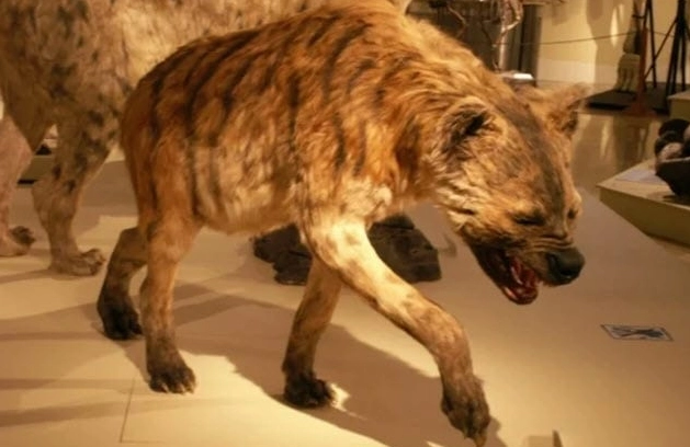 They Actually Existed! Top 10 Prehistoric Creatures with Adaptations That Defy Logic They Actually Existed! Top 10 Prehistoric Creatures with Adaptations That Defy Logic